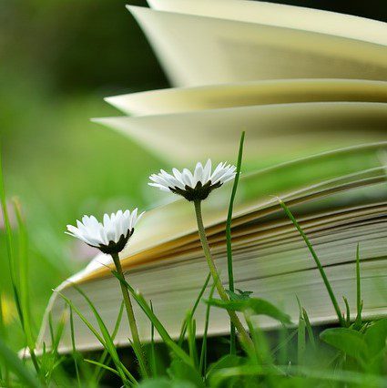 Close Up Of Daisies With a Book in the Back
