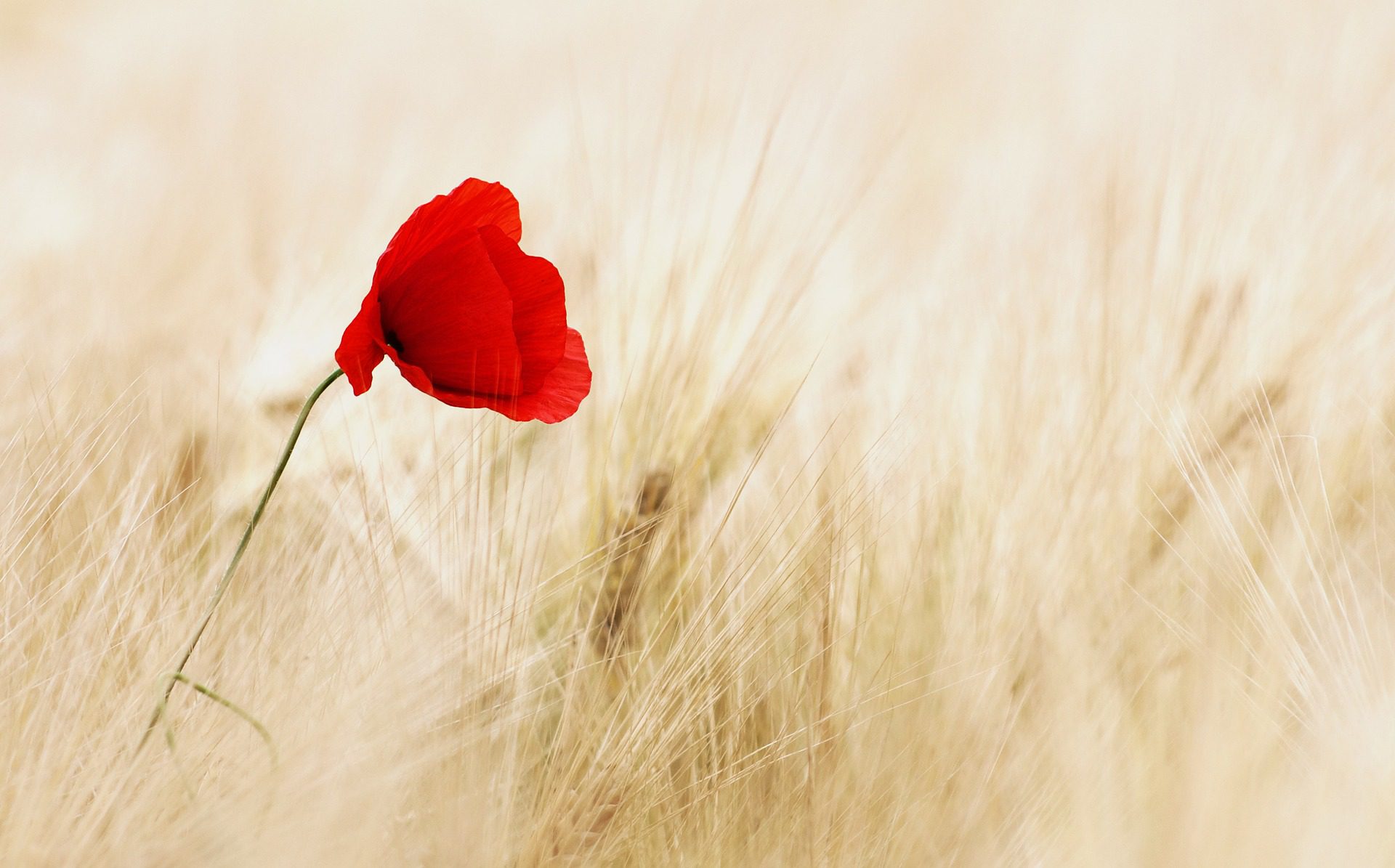 Single Red Flower in a Wheat Field